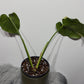 Monstera Thai Constellation 5