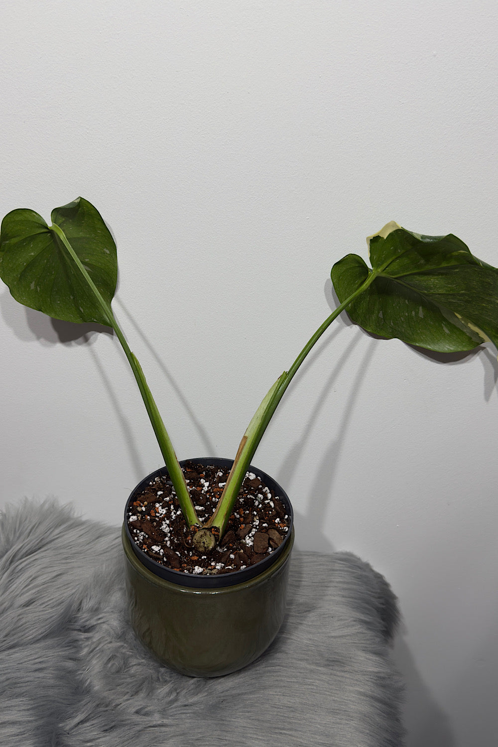 Monstera Thai Constellation 5
