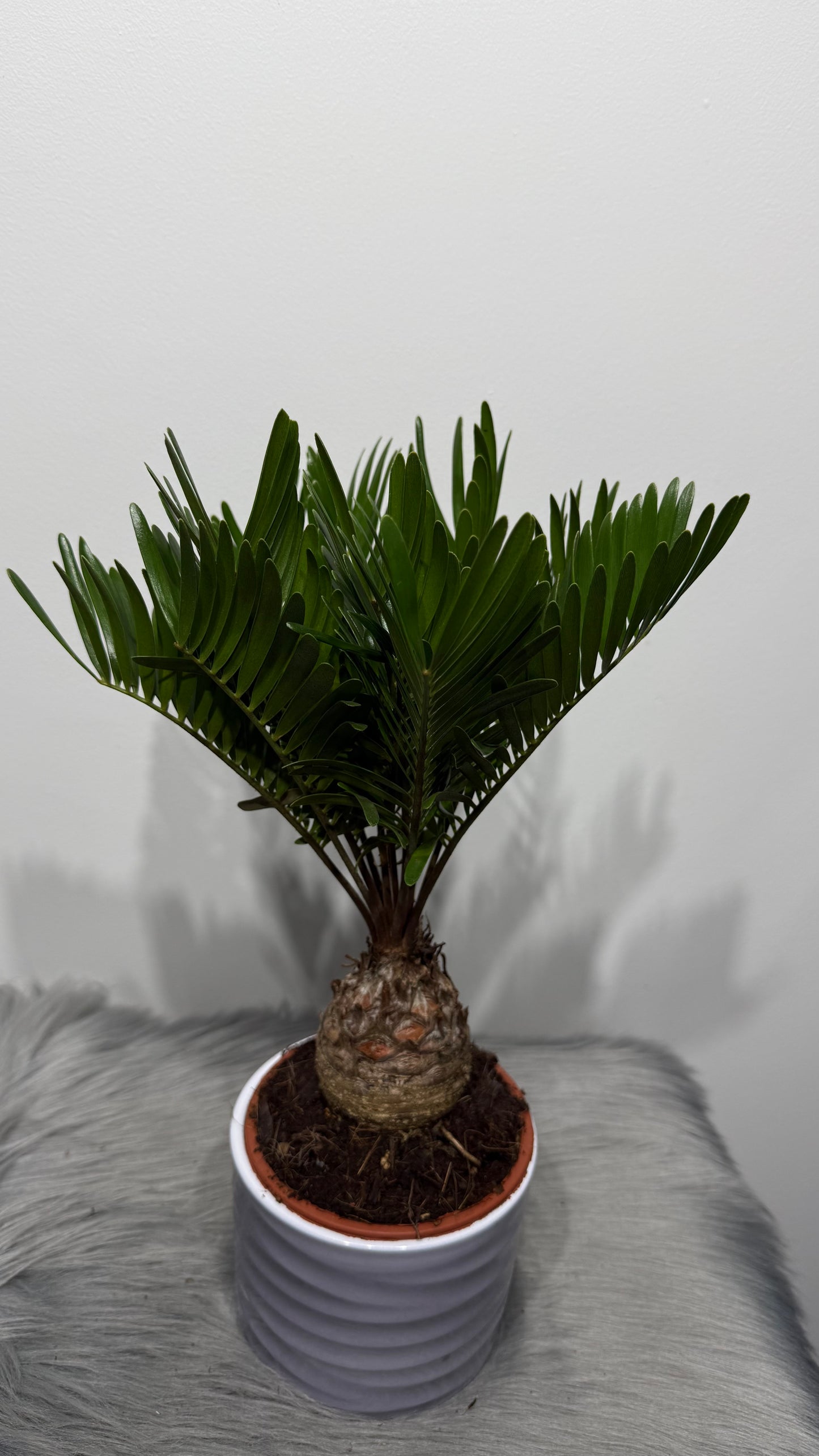 Zamia Furfuracea