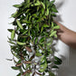 Hoya 'Rosita' - www.augi-plants.lv