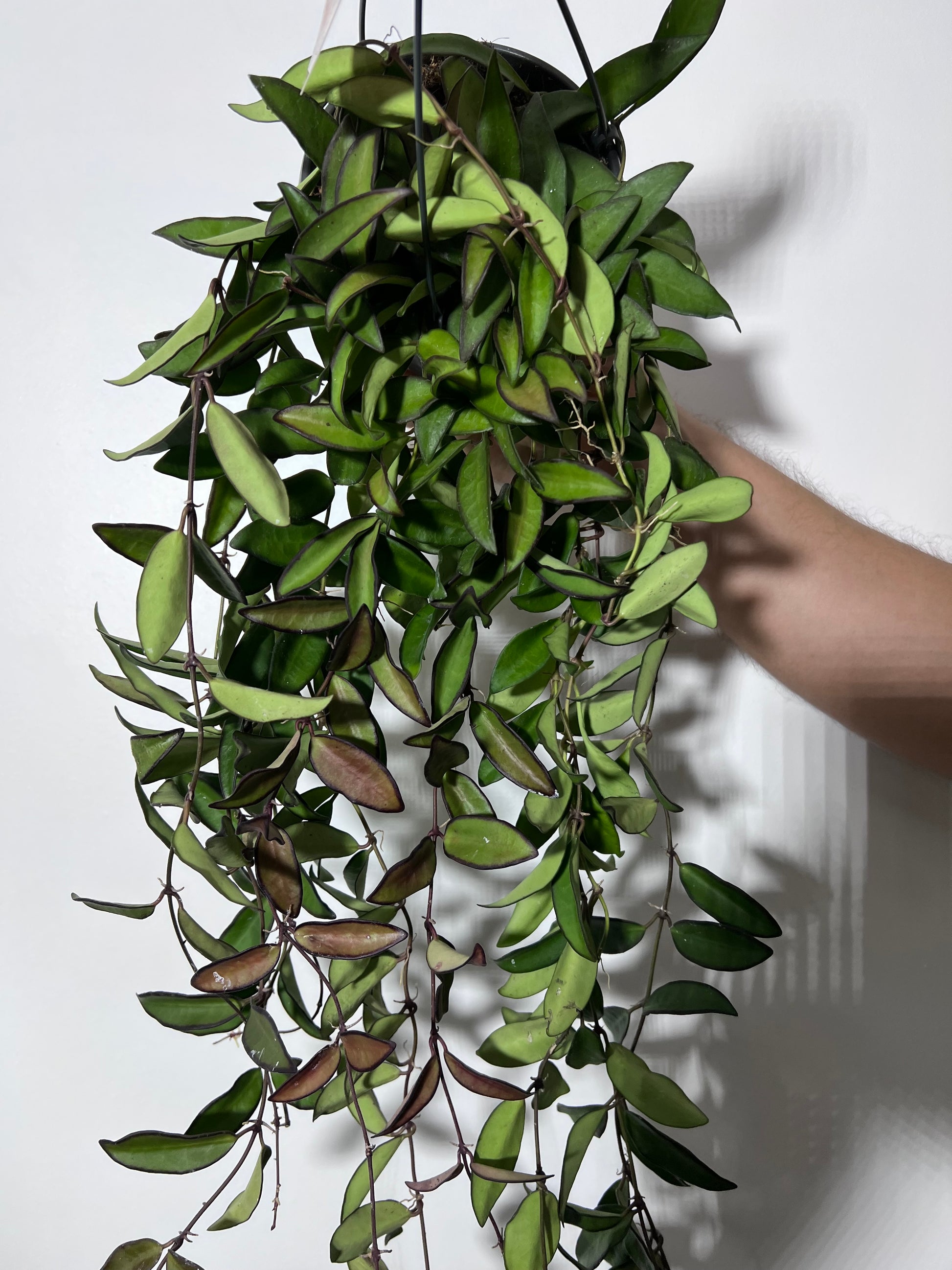 Hoya 'Rosita' - www.augi-plants.lv