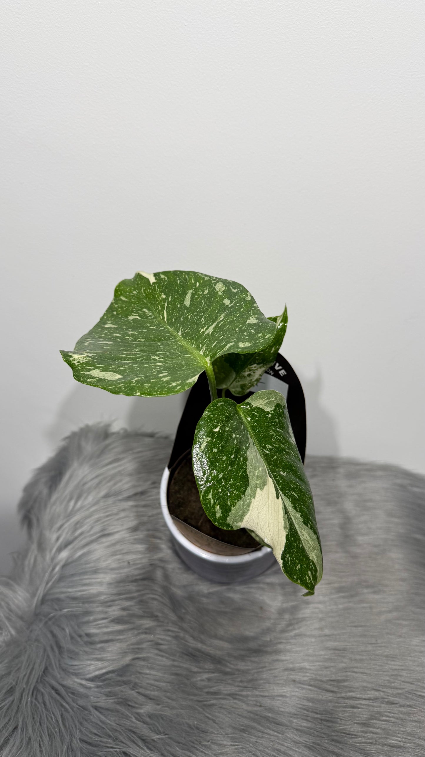 Monstera Thai Constellation