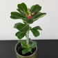 Adenium obesum Anouk