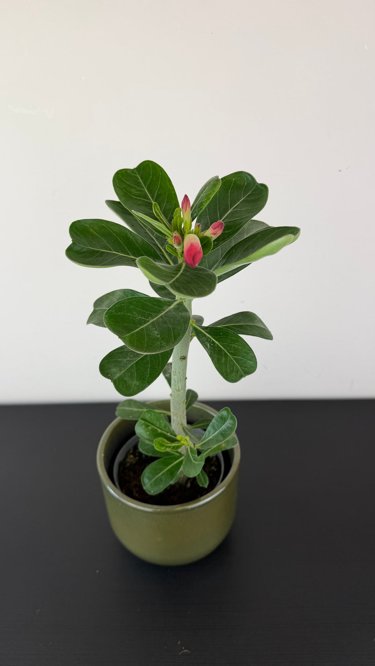 Adenium obesum Anouk