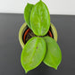 Hoya Mix