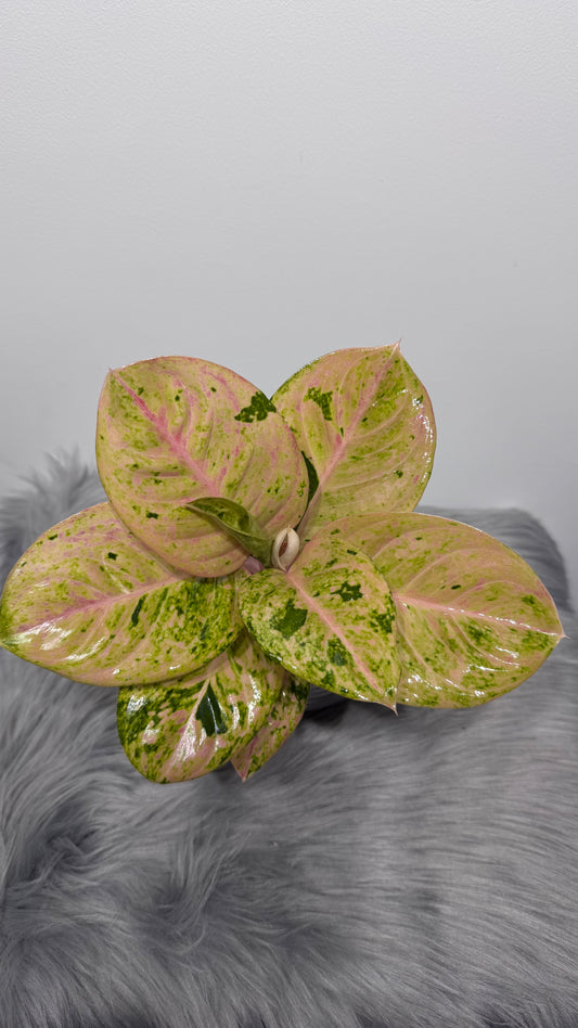 Aglaonema 11