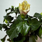 Hibiscus balts - www.augi-plants.lv