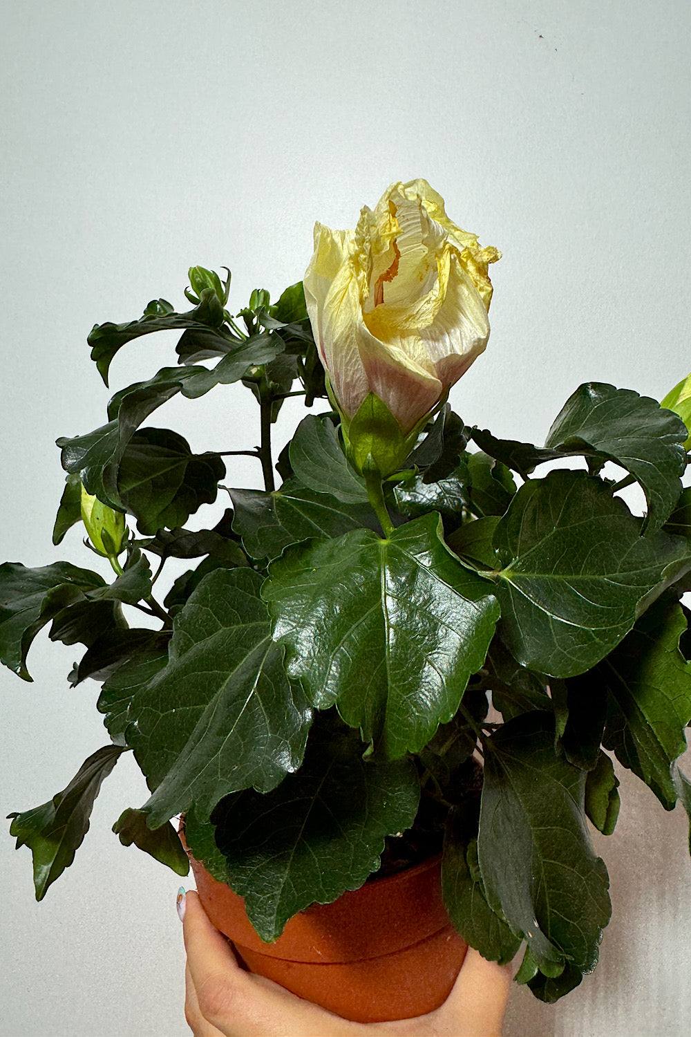 Hibiscus balts - www.augi-plants.lv