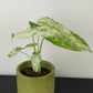 Alocasia macrorrhizos Camouflage