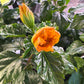 Hibiscus orange