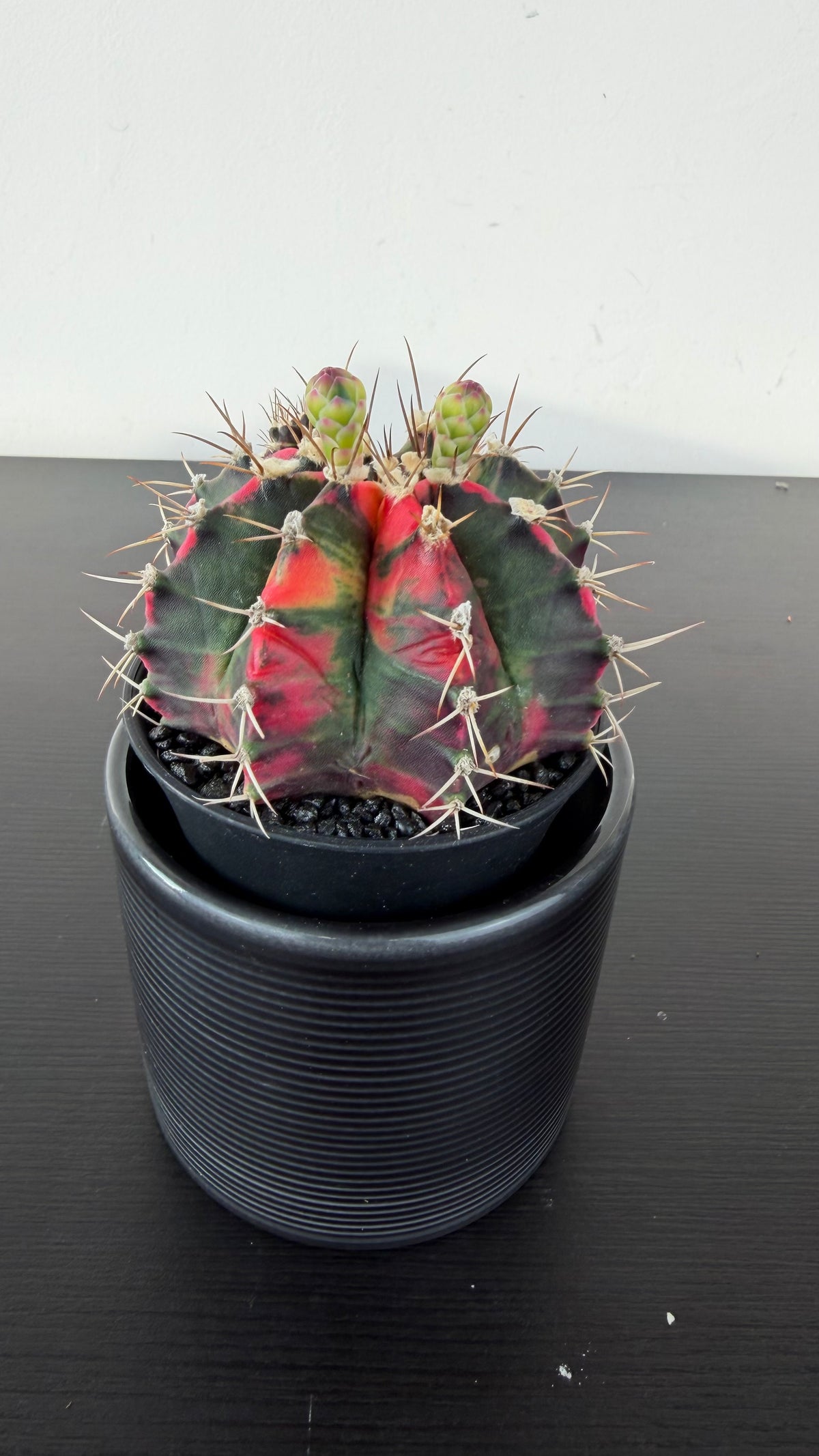 Gymnocalycium mihanovichii variegata