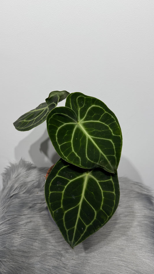 Anthurium Clarinervium