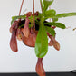 Nepenthes alata