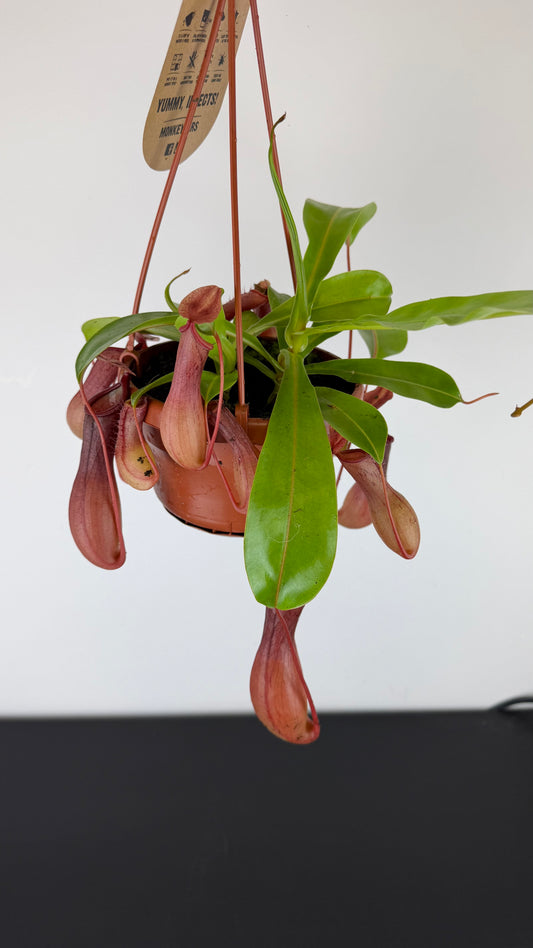 Nepenthes alata