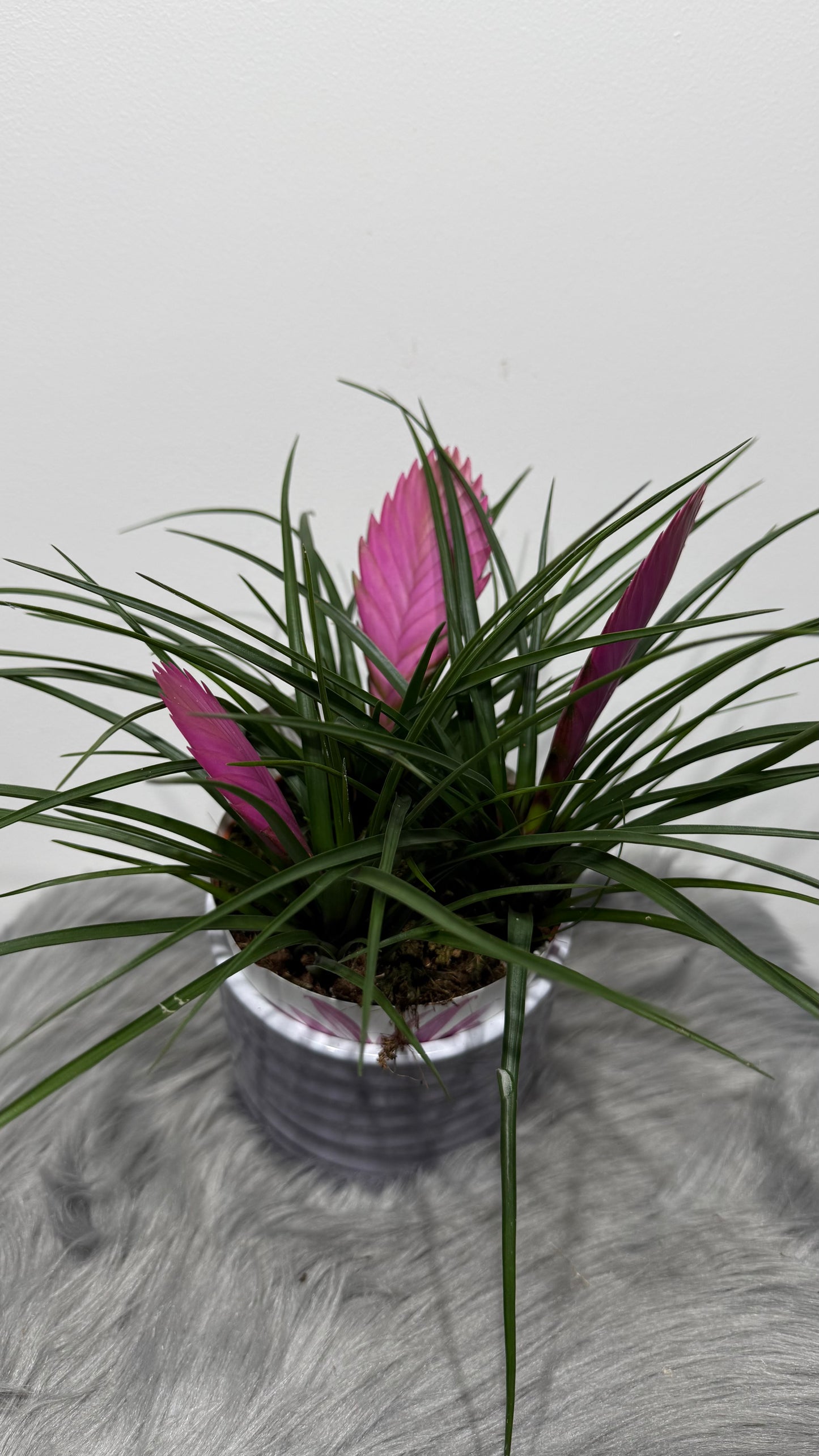 Tillandsia Anita