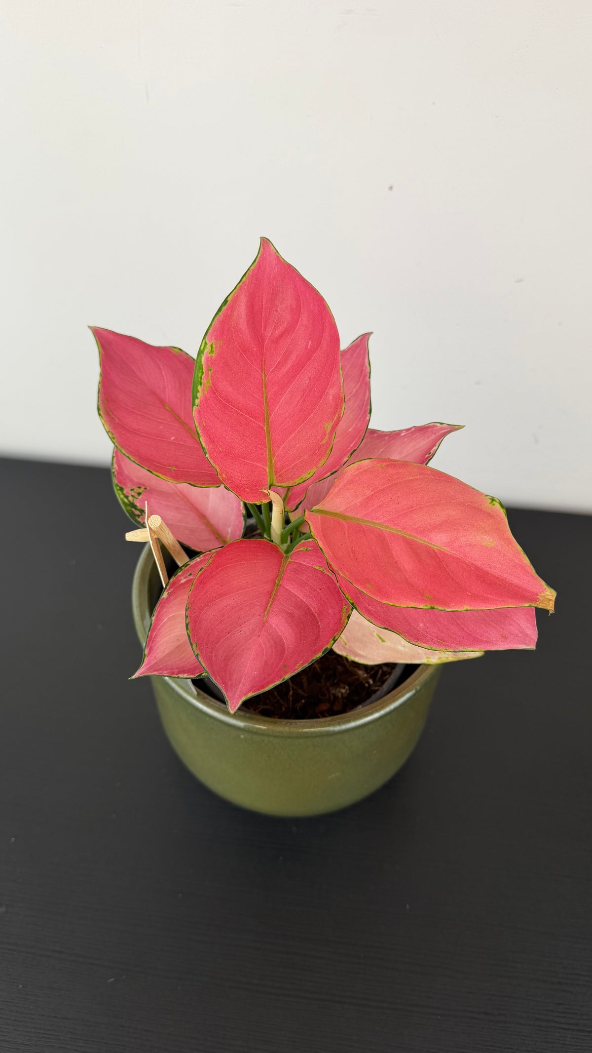 Aglaonema 11