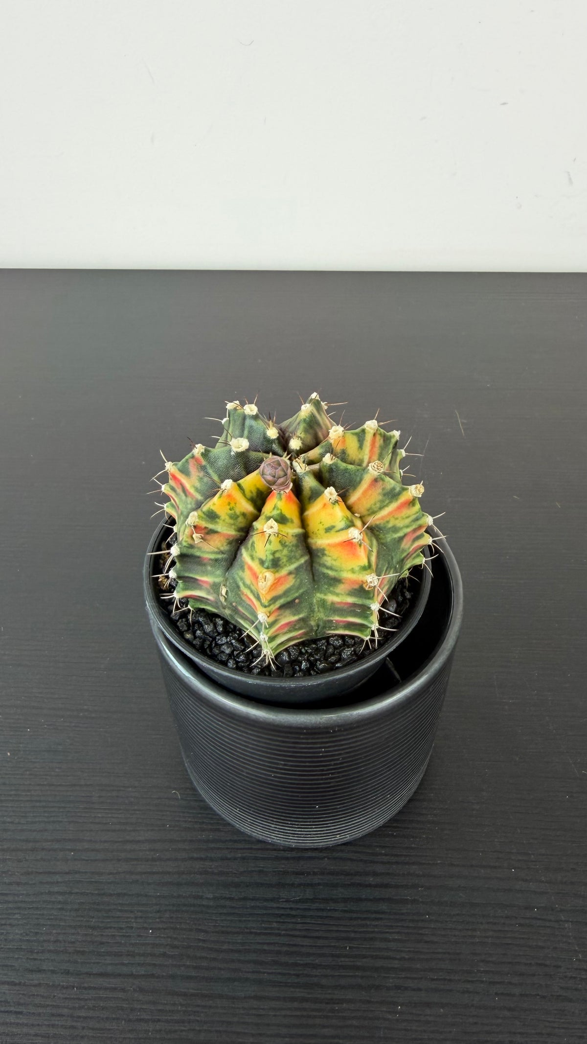 Gymnocalycium mihanovichii variegata