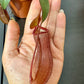 Mušķērājs Nepenthes alata - www.augi-plants.lv