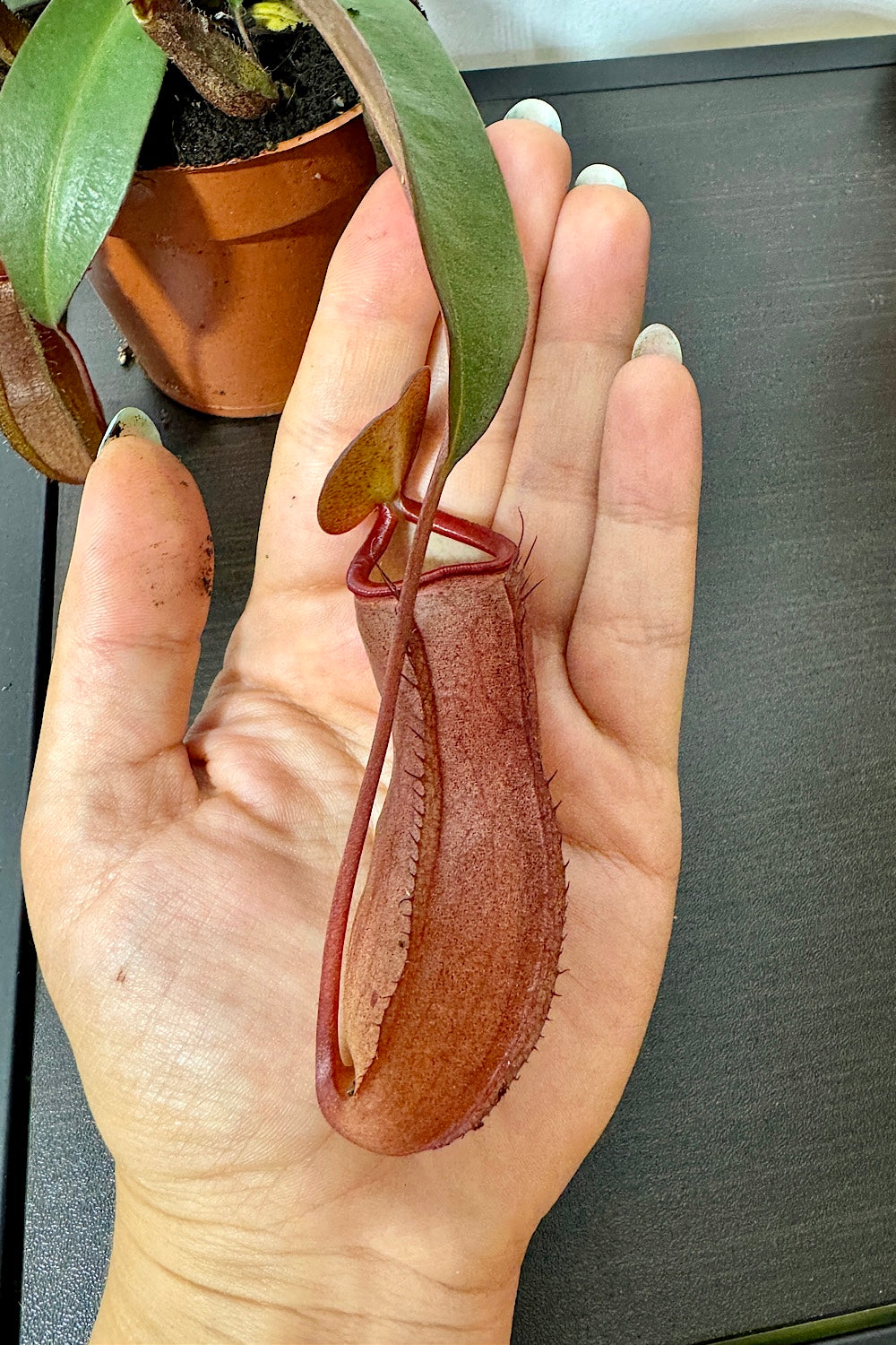 Mušķērājs Nepenthes alata - www.augi-plants.lv