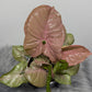 Syngonium Neon