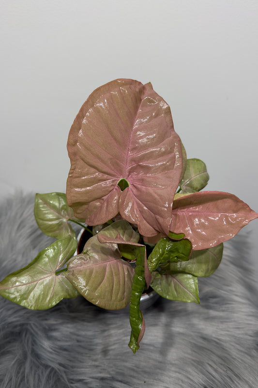 Syngonium Neon