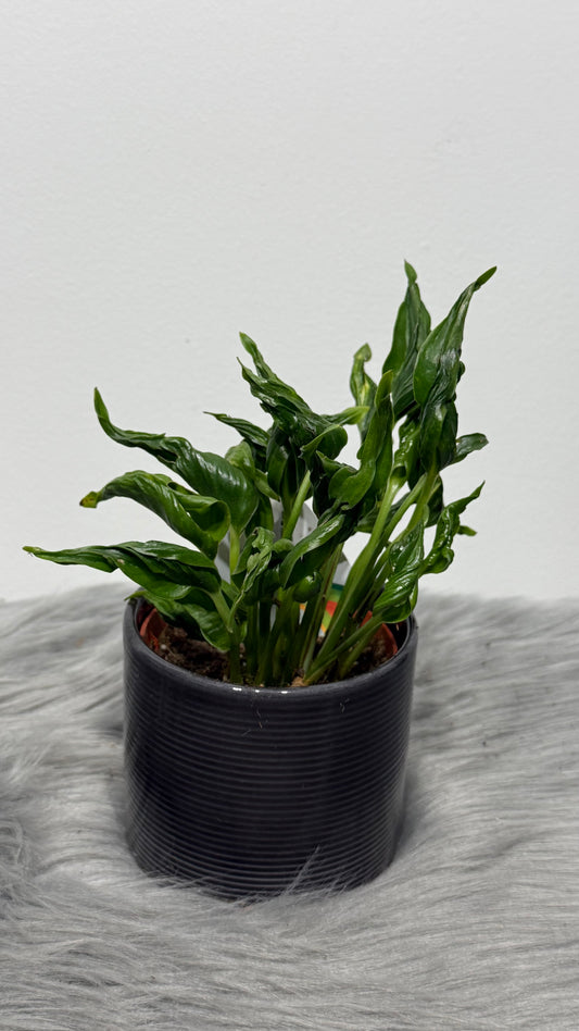 Epipremnum Shangri La