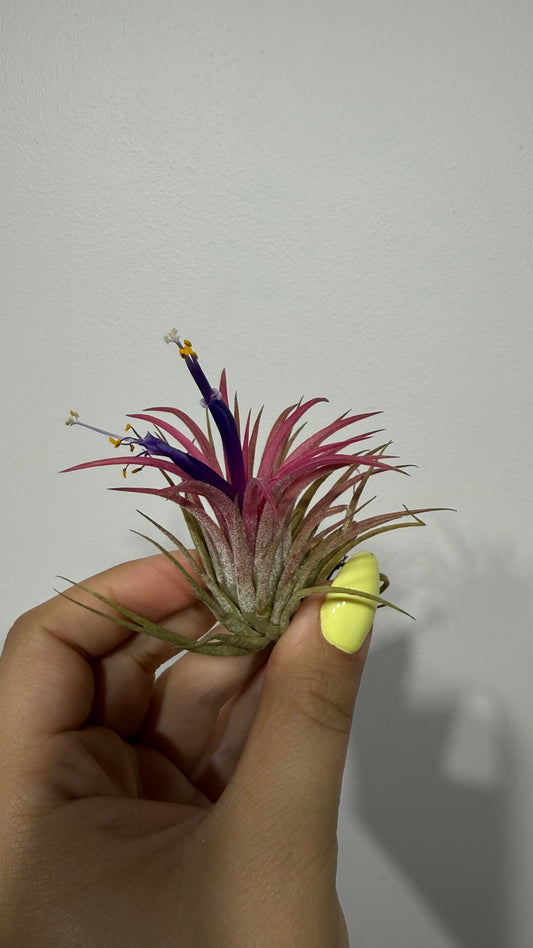 Tillandsia Air plant 4