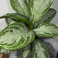 Aglaonema Silver Bay