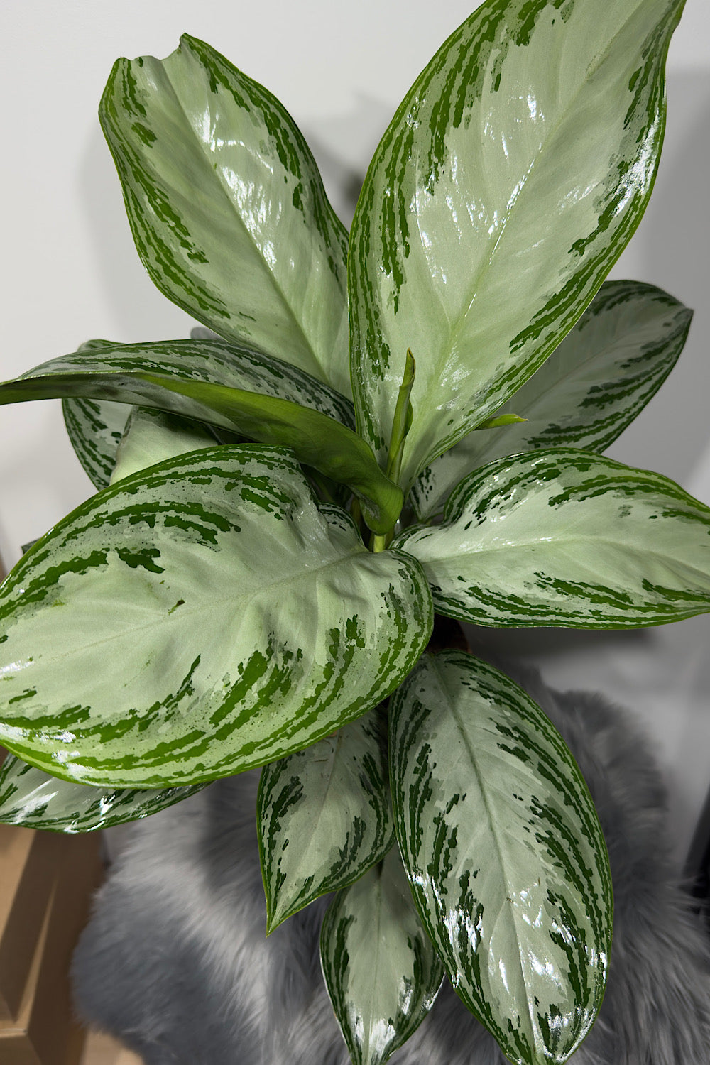 Aglaonema Silver Bay