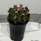 Gymnocalycium mihanovichii variegata