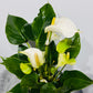 Anthurium White