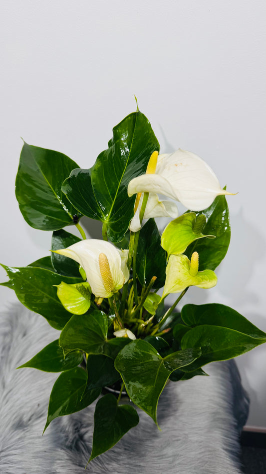 Anthurium White