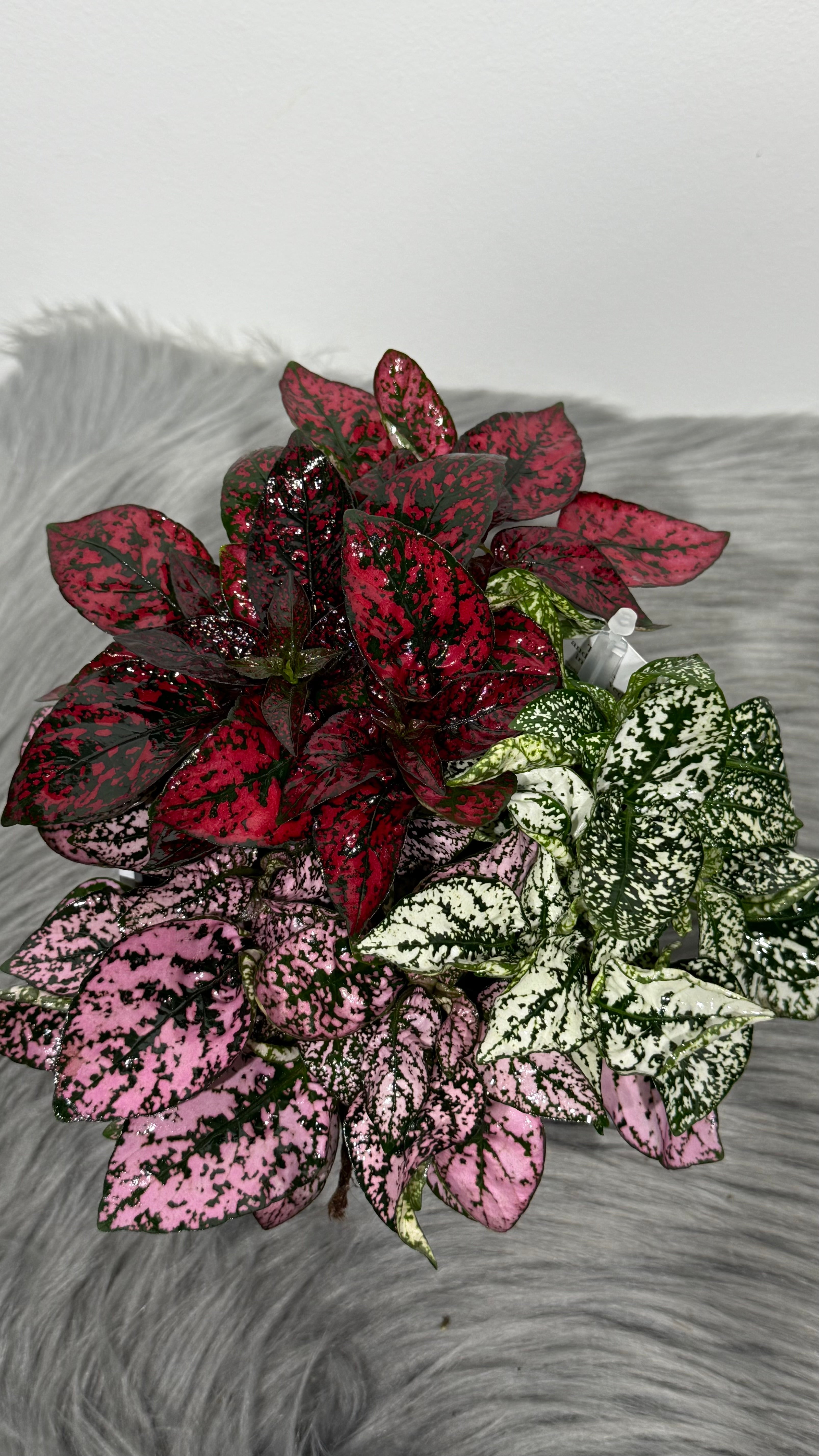 Hypoestes
