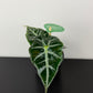Alocasia Mandalay