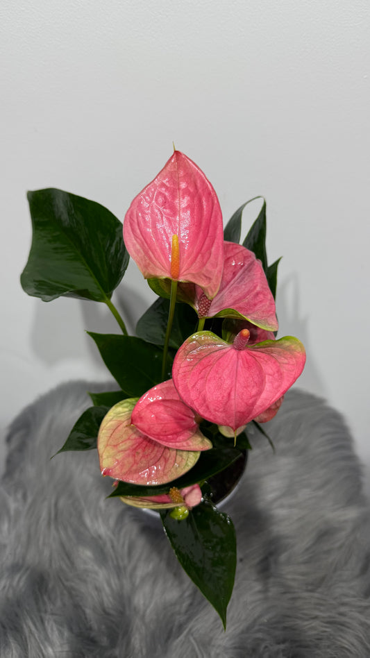 Anthurium Pink