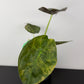 Alocasia Wentii Variegata