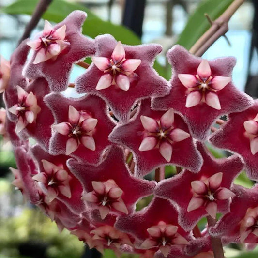 Hoya pubicalyx