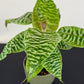 Dracaena Goldieana