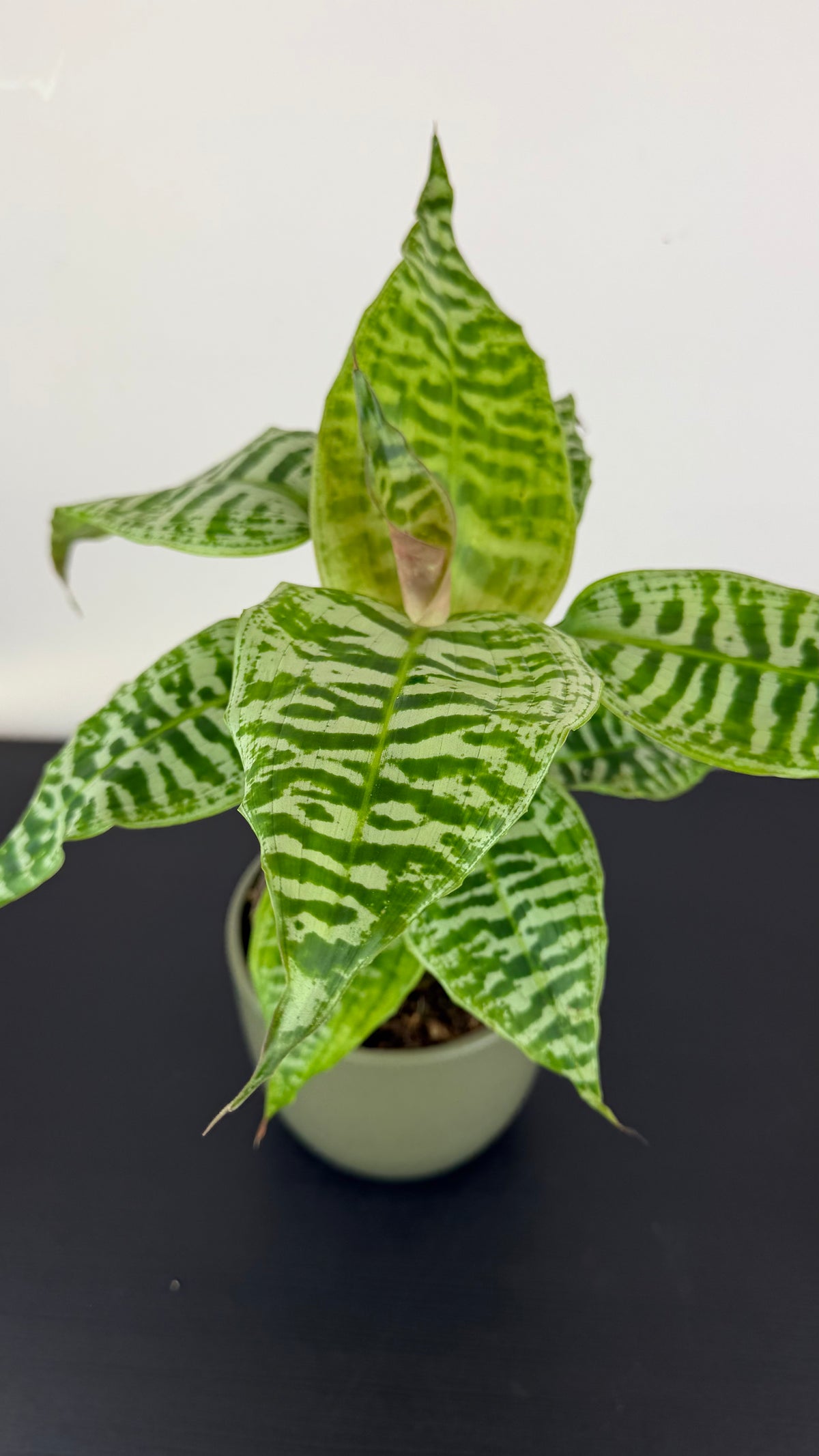 Dracaena Goldieana