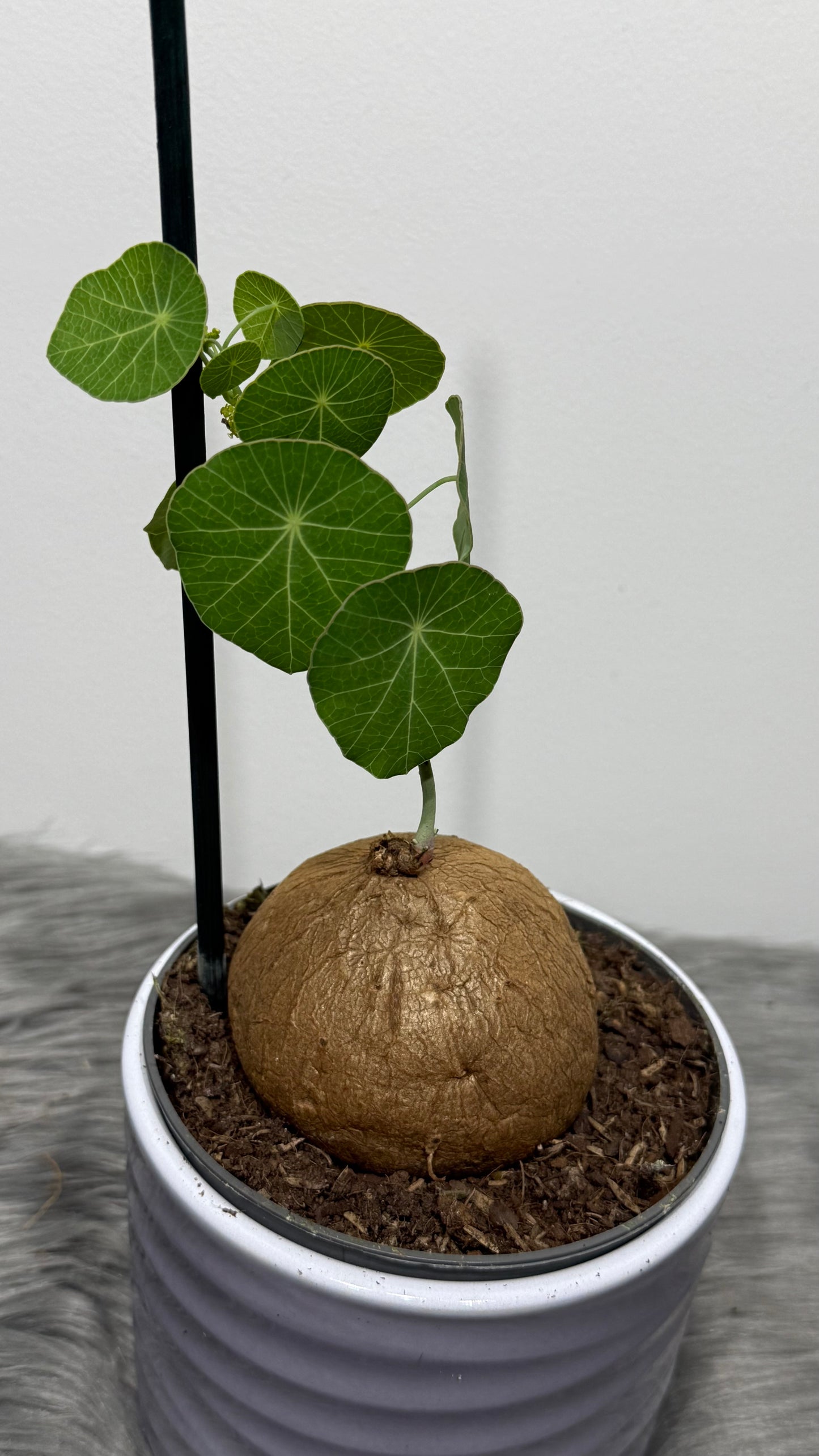 Stephania Pierrei Erecta