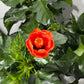 Hibiscus orange