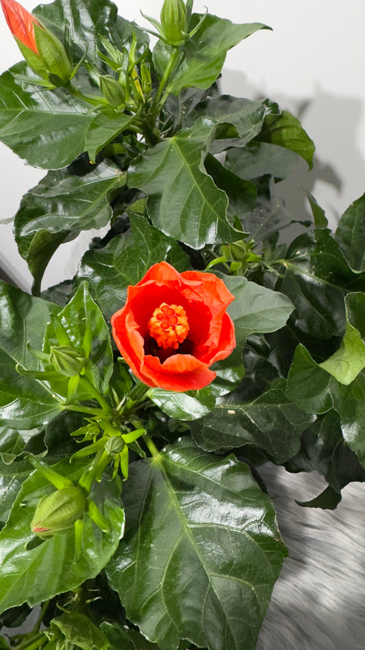 Hibiscus orange