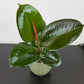 Ficus elastica Robusta