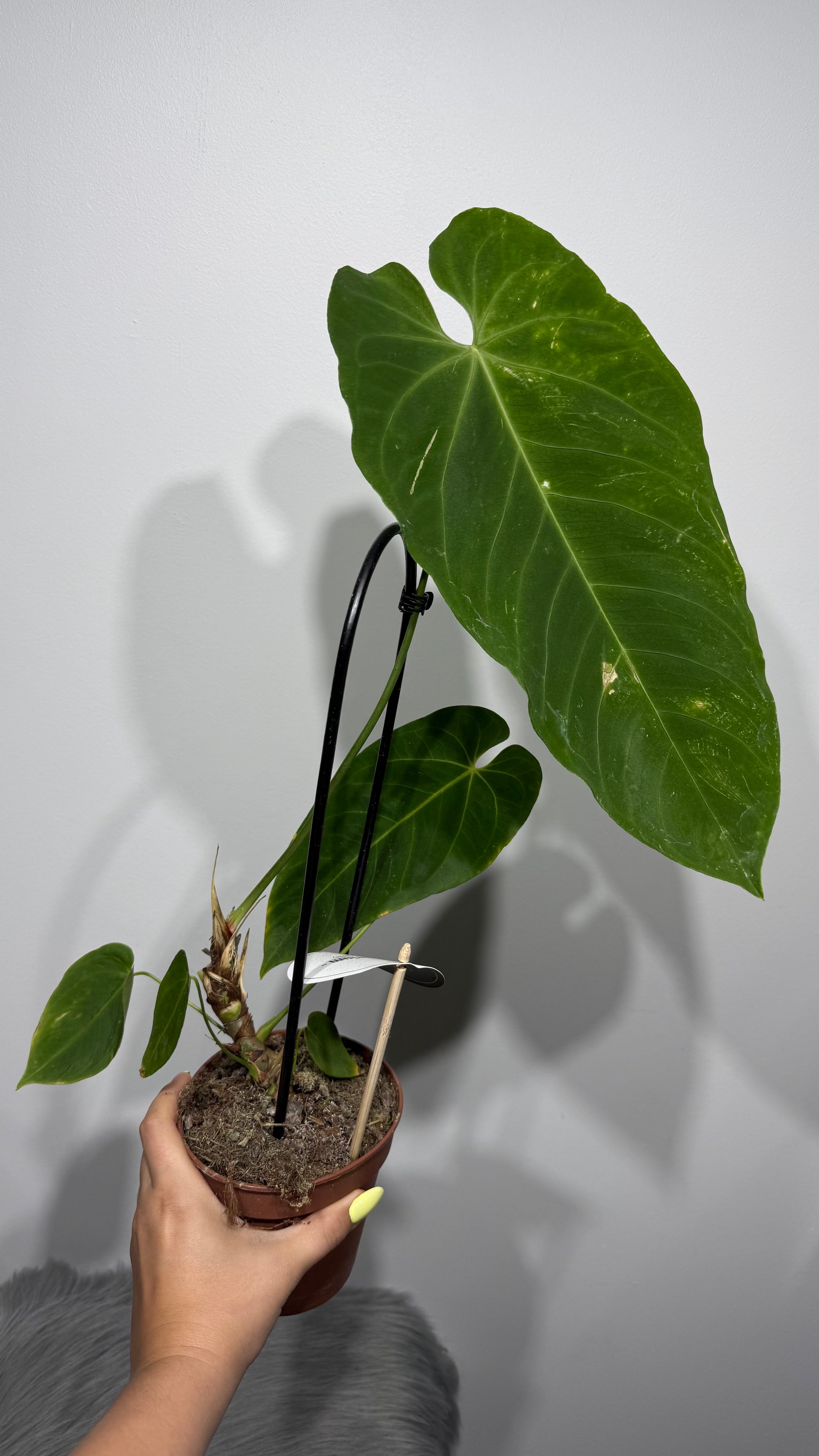 anthurium queremalense care Anthurium Queremalense – www.augi-plants.lv
