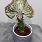 Euphorbia Cristata