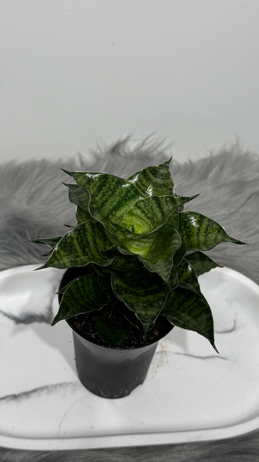 Sansevieria 8