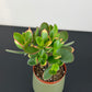 Crassula Ovata Jade