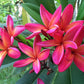 Plumeria Rubra Hawaiian