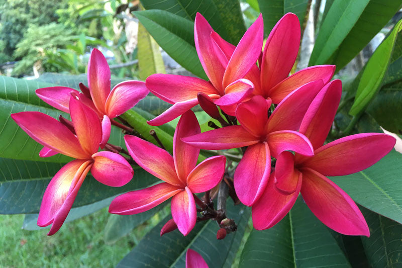Plumeria Rubra Hawaiian
