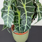 Alocasia Polly